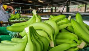 Ecuador fija en US$ 7.50 el precio mínimo de la caja de banano para 2026
