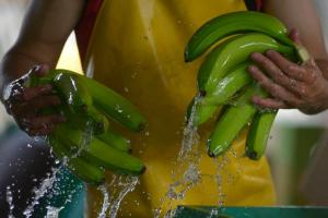 Ecuador: No hubo acuerdo entre productores y exportadores para fijar el precio del banano para el 2024, el 24 de octubre habrá otro intento