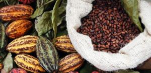 Ecuador registra récord en la producción de cacao este año superando las 340 mil toneladas