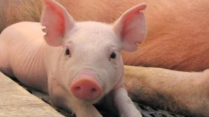 EE.UU.: FDA declara a los cerdos genéticamente modificados como “seguros para consumo humano”