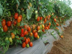 EEA - DONOSO CONSERVARÁ SEMILLAS DE TOMATE Y AJÍ NATIVO EN CASAS MALLAS