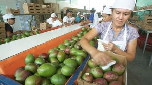 EE.UU. y Holanda continúan siendo los principales destinos de las agroexportaciones peruanas