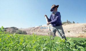 Ejecutivo aprobó Reglamento de la Ley de Reestructuración Agraria Especial