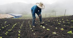 Ejecutivo de acuerdo con ampliar plazo para acogerse a condonación de deudas agrarias