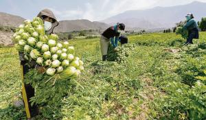 El 2022 fue “una catástrofe para la agricultura”, dice director de Cepes