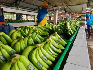 El 2023 también presentará varios retos en el mercado mundial del banano