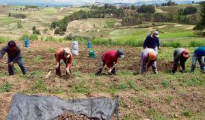 El 35% de las cooperativas que existen en Perú son agrarias