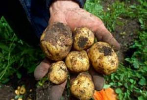 El  40% del rendimiento productivo de la papa se pierde por plagas y enfermedades