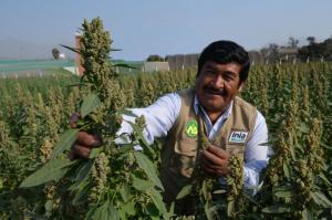El 45% de los cultivares comerciales registrados  en Perú fueron producidos por el INIA