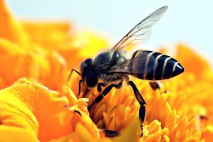 El 75% de las especies de insectos de Europa está en peligro
