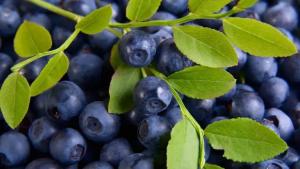 El 89% del arándano importado por China en 2024 provino de Perú