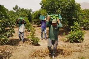 El 94% de productores de palta Hass en Perú poseen de cero a cinco hectáreas del cultivo