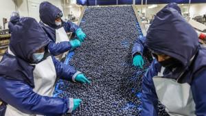 "El agro es un sector que nunca se detiene": agroexportaciones peruanas marcan récord en 2025