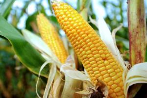 El alza de CO2 en la atmósfera reducirá nutrientes de alimentos