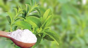 El auspicioso y retador panorama para los exportadores de stevia en el mercado europeo