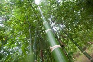 El bambú es una expresión y un ejemplo de diversidad
