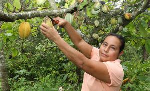 “El cacao es un cultivo bastante femenino”