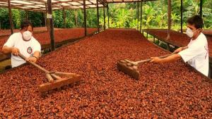 El cacao peruano debe aprovechar el potente crecimiento del mercado ruso del chocolate