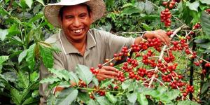 “El café es un gran motor de desarrollo”