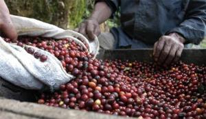 El café sería uno de los sectores agrícolas más afectados por el cambio climático