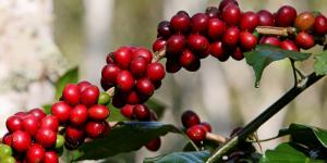 El coronavirus hace temblar a la industria del café