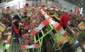 El crecimiento del consumo en Asia es clave para el futuro de la agroexportación peruana