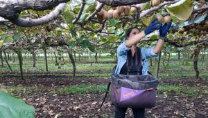 El desesperado llamado de Nueva Zelanda a inmigrantes para salvar la cosecha de kiwis