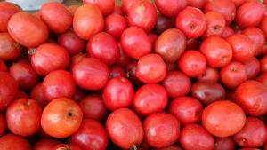 El dulce y efímero sabor de la “ciruela peruana”