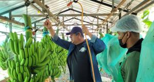 El gran reto del banano orgánico peruano será la profesionalización