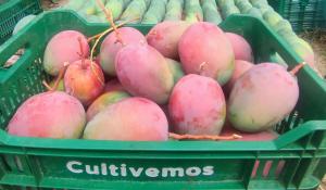 El mango aéreo se está llevando el 42.84% de la fruta disponible