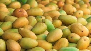 El mango de la India gana terreno en segmentos de nicho e internet en EE.UU.