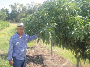 El mango dominicano apuesta por desarrollarse en Asia y Rusia y trabaja para “conquistar mercados del alto valor”