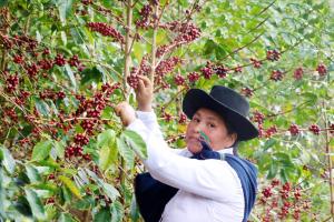 El mejor café del Perú 2020 procede de Cusco