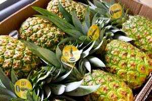 El mercado europeo de las piñas está dominado por la variedad MD2, pero hay oportunidad para segmentos de nicho