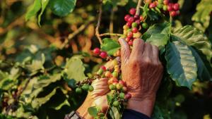 El mundo se enfrenta a un déficit de café y la situación puede empeorar