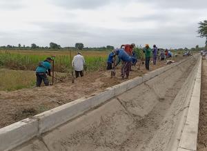 El Niño: agricultores participan en trabajos de descolmatación en zona del Bajo Piura