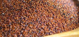 El nuevo “súper alimento de moda” es peruano