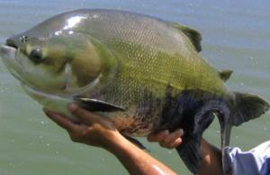 El paco ofrece una oportunidad de crecimiento a emprendedor piscicultor de Echarate