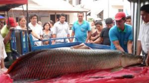 El paiche que escapó de Madre de Dios hace 40 años protagoniza una revolución económica en Bolivia
