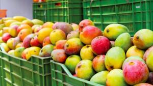 El panorama para el mango Kent peruano sigue complicado, pero su perspectiva de largo plazo puede ser positiva