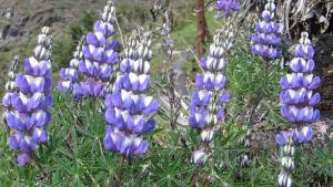 El Perú es un banco genético mundial sin patentes