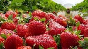 El potencial y los desafíos de trabajar con fresas en Perú