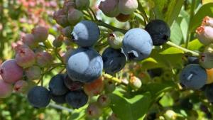 El secreto detrás del color azul: ¿cuándo están realmente listos los arándanos?