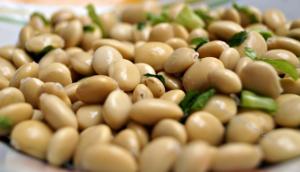 El tarwi o chocho: una super leguminosa de los Andes