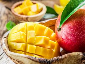El Tercer Congreso Internacional del Mango “calienta motores” convirtiéndose en un referente a nivel mundial para la industria del mango
