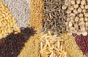 El uso de semillas de calidad es un factor clave para el desarrollo sostenible de la actividad agrícola en el país