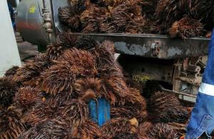 Elaboran envases biodegradables con residuos sólidos de la industria de palma aceitera