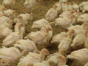 Empresa boliviana comprará 4 mil pavos bebés de Perú para campaña de fin de año