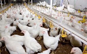 Empresas avícolas del país en camino a exportar pollo a Estados Unidos y Asia
