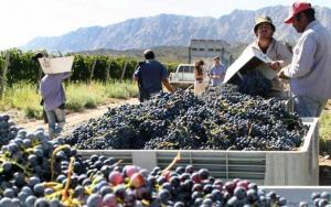 En 10% disminuye el número de trabajadores encargados de cosechar y procesar las frutas en Chile